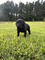 Tubs, a male Labrador Retriever and Weimaraner for sale in Arkadelphia, AR – 2 of 7