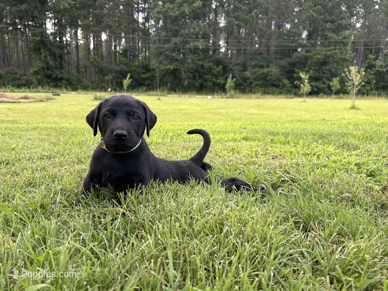 Tubs – Labrador Retriever, Weimaraner puppy for sale in Arkadelphia, AR