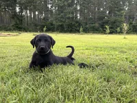 Tubs, a male Labrador Retriever and Weimaraner for sale in Arkadelphia, AR – 1 of 7