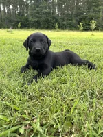Duke, a male Labrador Retriever and Weimaraner for sale in Arkadelphia, AR – 2 of 7