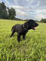 Tubs, a male Labrador Retriever and Weimaraner for sale in Arkadelphia, AR – 6 of 7
