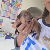Ruby, a female Miniature Dachshund for sale in San Diego, CA – 2 of 3