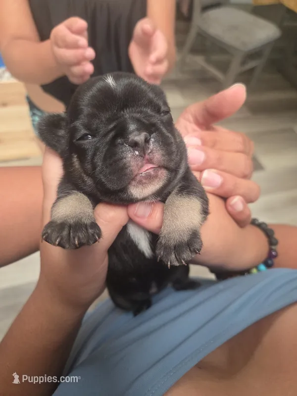 Boots – French Bulldog puppy for sale in San Diego, CA