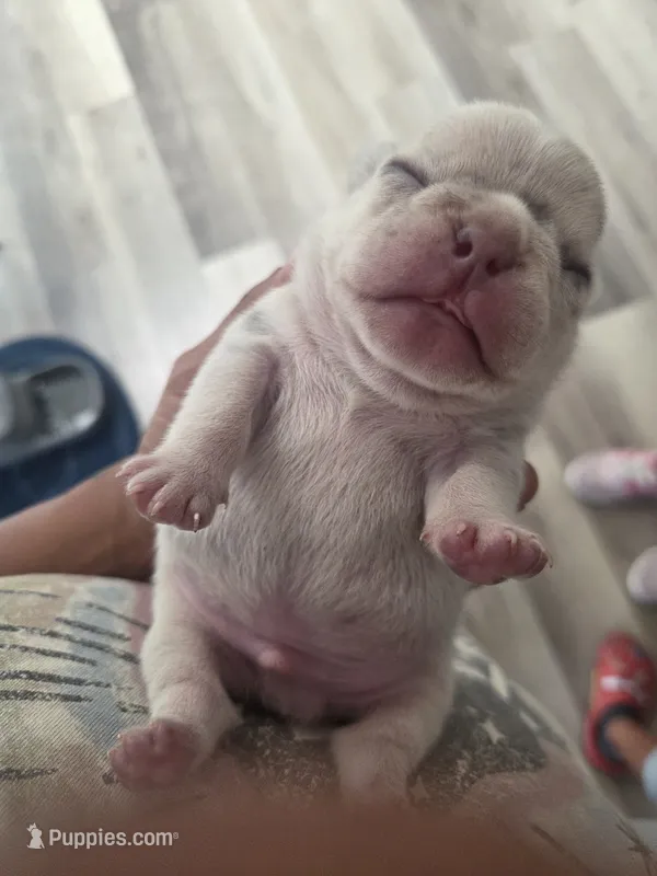 Pepper – French Bulldog puppy for sale in San Diego, CA