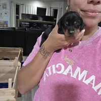 Bella, a female Miniature Dachshund for sale in San Diego, CA – 2 of 2