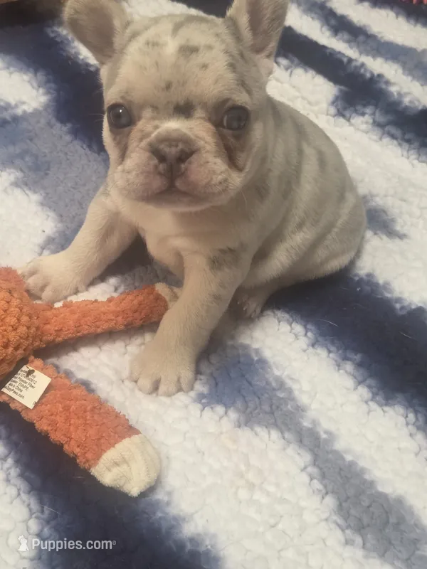 Pepper – French Bulldog puppy for sale in San Diego, CA