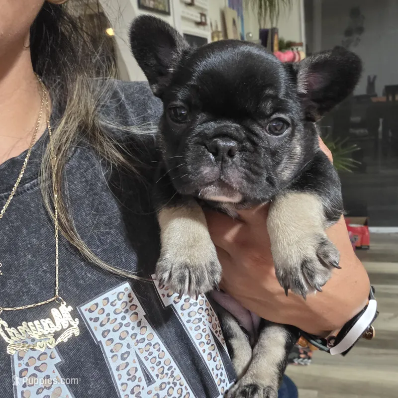 Boots – French Bulldog puppy for sale in San Diego, CA
