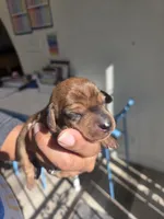 Ruby, a female Miniature Dachshund for sale in San Diego, CA – 1 of 3