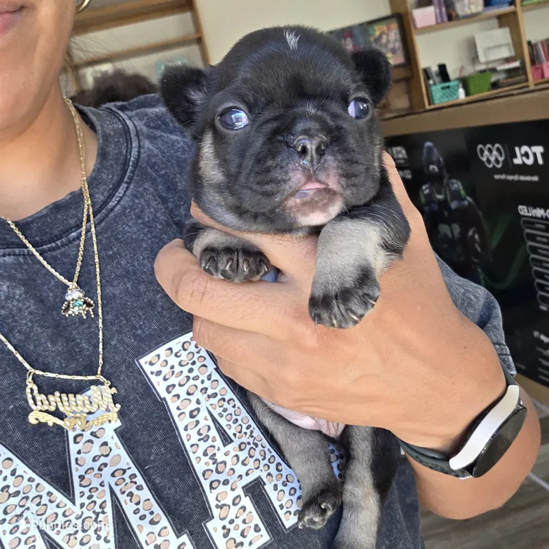 Boots – French Bulldog puppy for sale in San Diego, CA