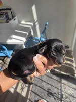 Bruce , a male Miniature Dachshund for sale in San Diego, CA – 1 of 2