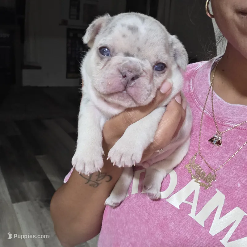 Pepper – French Bulldog puppy for sale in San Diego, CA
