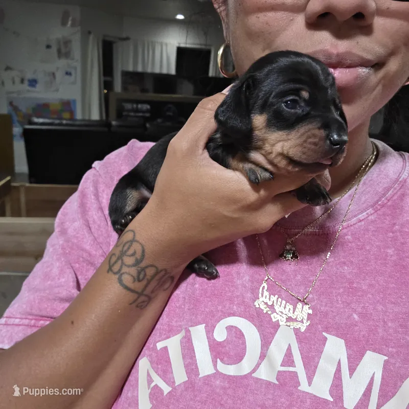 Bruce  – Miniature Dachshund puppy for sale in San Diego, CA