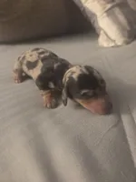 Luna, a female Miniature Dachshund for sale in San Diego, CA – 2 of 2