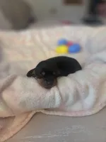 Molly , a female Miniature Dachshund for sale in San Diego, CA – Photo 3 of 3