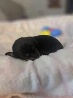 Molly , a female Miniature Dachshund for sale in San Diego, CA – Photo 2 of 3