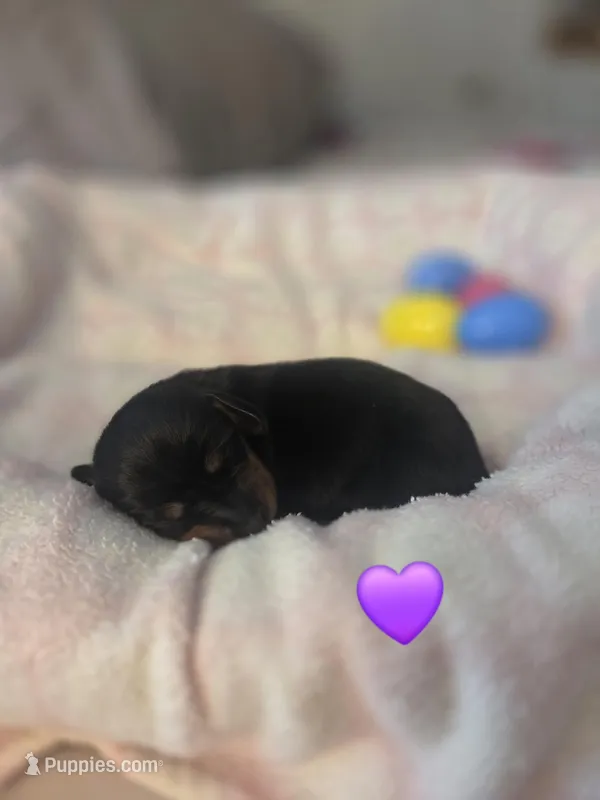 Molly  – Miniature Dachshund puppy for sale in San Diego, CA