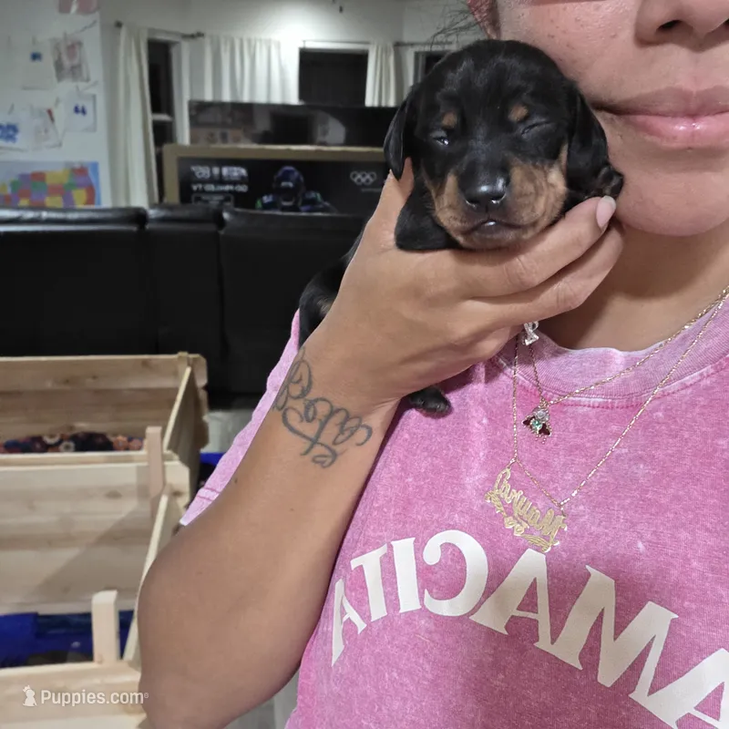 Bella – Miniature Dachshund puppy for sale in San Diego, CA