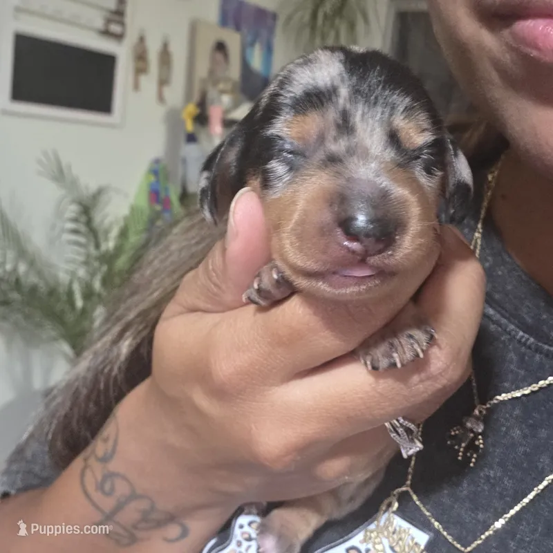 Billy – Miniature Dachshund puppy for sale in San Diego, CA
