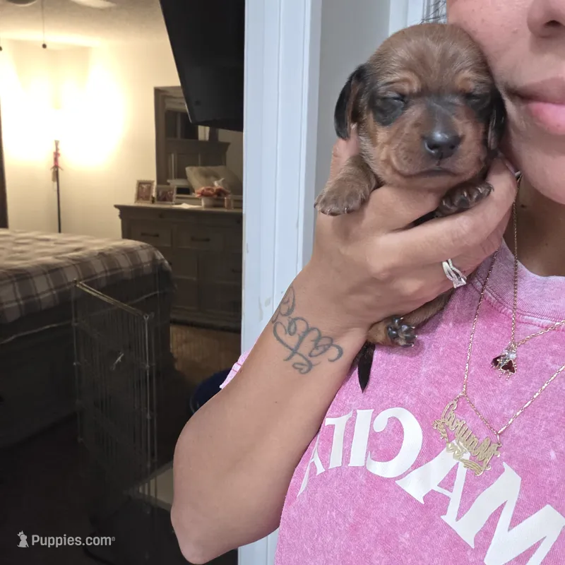 Max – Miniature Dachshund puppy for sale in San Diego, CA