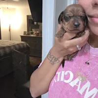 Max, a male Miniature Dachshund for sale in San Diego, CA – 1 of 2