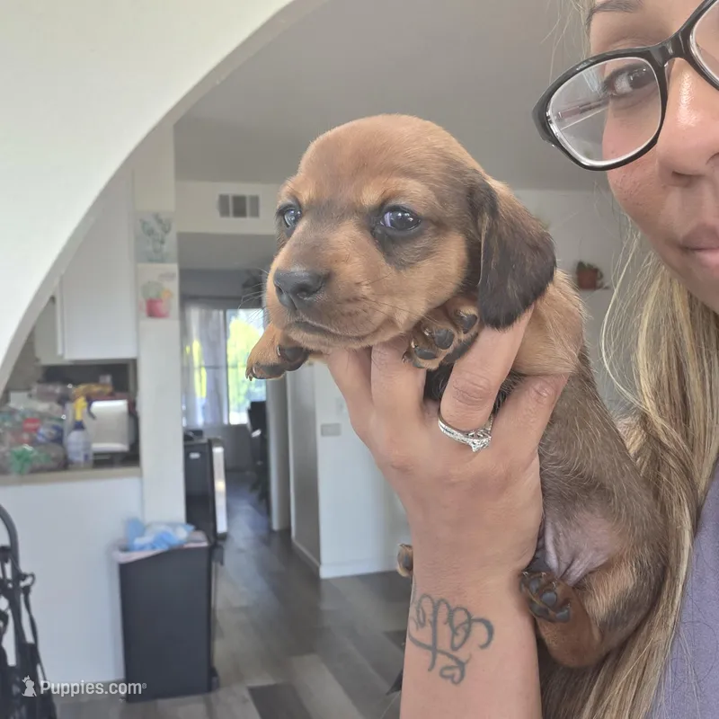 Millie – Miniature Dachshund puppy for sale in San Diego, CA
