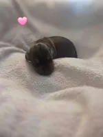 Millie, a female Miniature Dachshund for sale in San Diego, CA – Photo 2 of 3