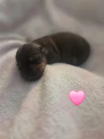 Millie, a female Miniature Dachshund for sale in San Diego, CA – Photo 1 of 3