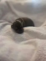 Millie, a female Miniature Dachshund for sale in San Diego, CA – Photo 3 of 3