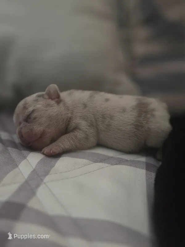 Pepper – French Bulldog puppy for sale in San Diego, CA