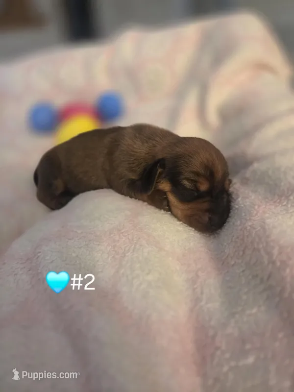 Bryce – Miniature Dachshund puppy for sale in San Diego, CA