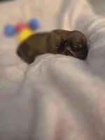 Bryce, a male Miniature Dachshund for sale in San Diego, CA – Photo 2 of 3