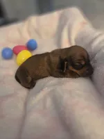 Bryce, a male Miniature Dachshund for sale in San Diego, CA – Photo 3 of 3