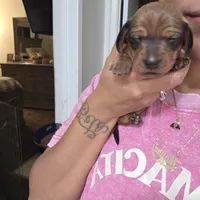 Max, a male Miniature Dachshund for sale in San Diego, CA – 2 of 2