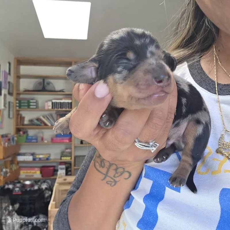 Billy – Miniature Dachshund puppy for sale in San Diego, CA