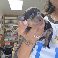 Billy, a male Miniature Dachshund for sale in San Diego, CA – 1 of 3