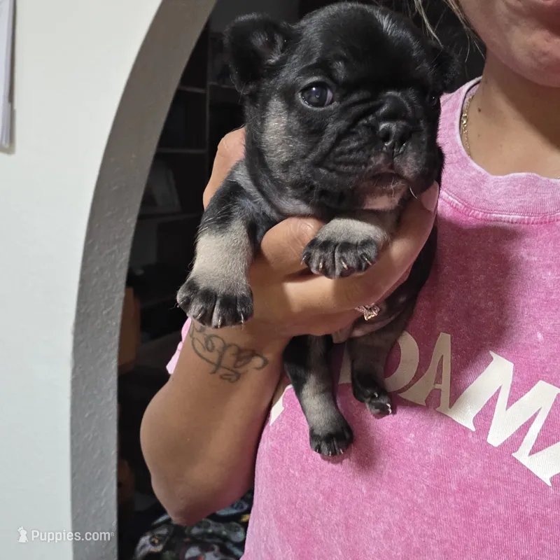 Boots – French Bulldog puppy for sale in San Diego, CA