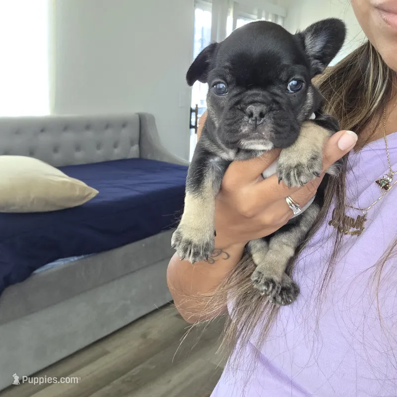 Boots – French Bulldog puppy for sale in San Diego, CA