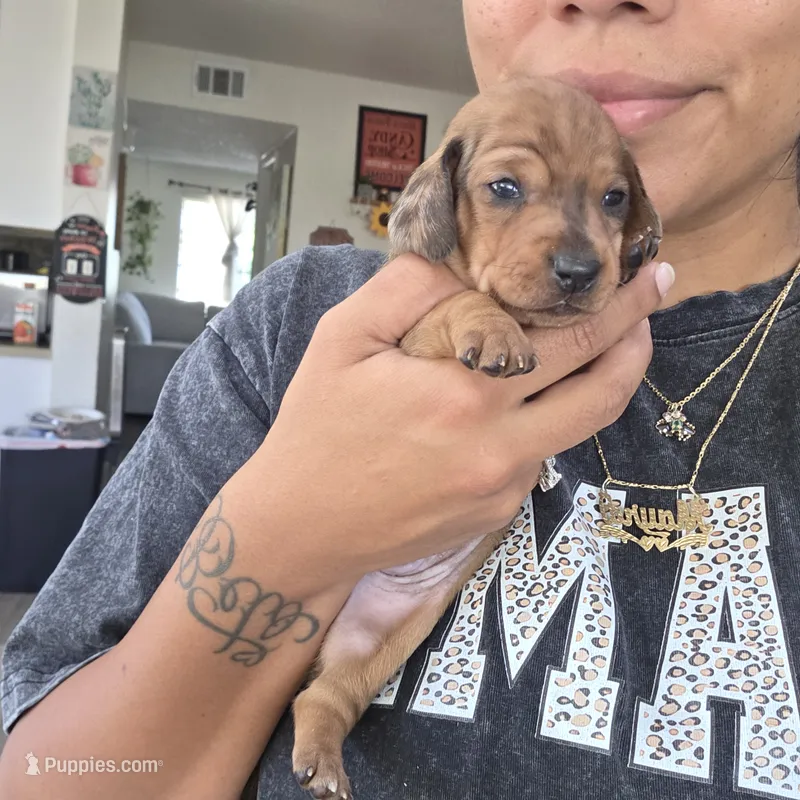 Robin – Miniature Dachshund puppy for sale in San Diego, CA