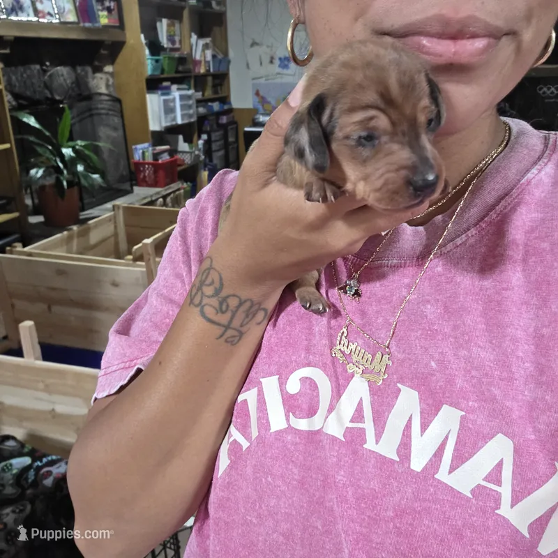 Robin – Miniature Dachshund puppy for sale in San Diego, CA