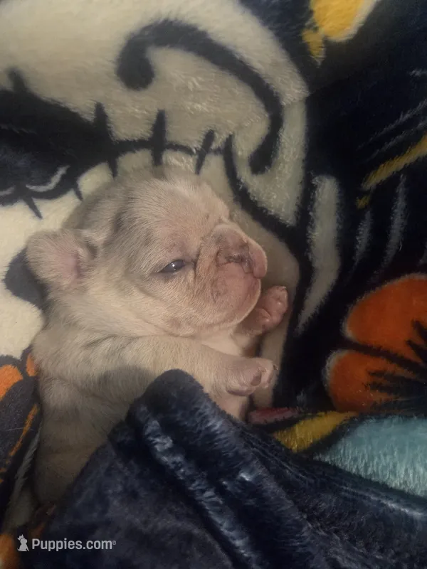 Pepper – French Bulldog puppy for sale in San Diego, CA