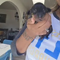 Bruce , a male Miniature Dachshund for sale in San Diego, CA – 2 of 2
