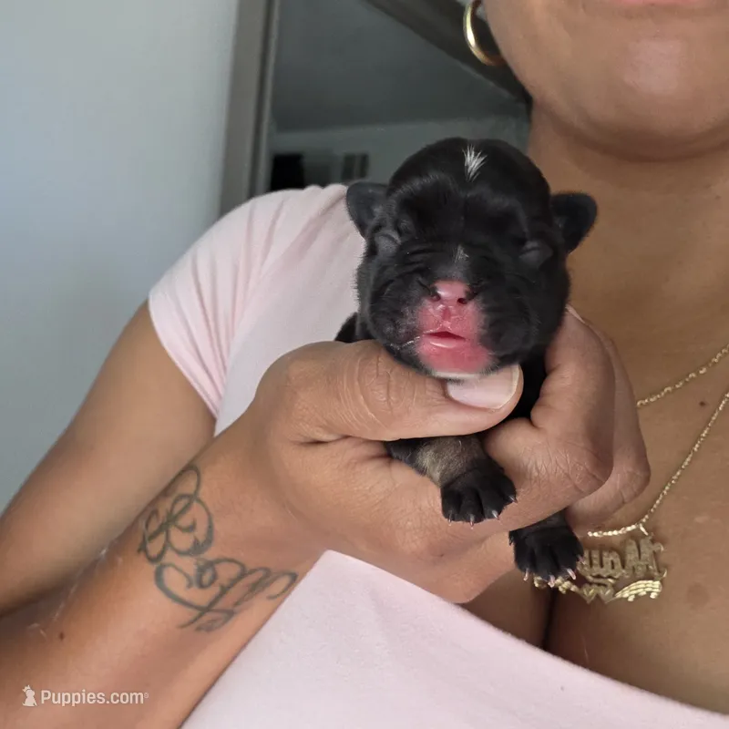 Boots – French Bulldog puppy for sale in San Diego, CA