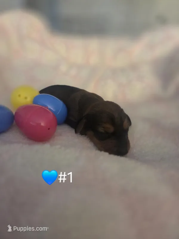 Bryan – Miniature Dachshund puppy for sale in San Diego, CA