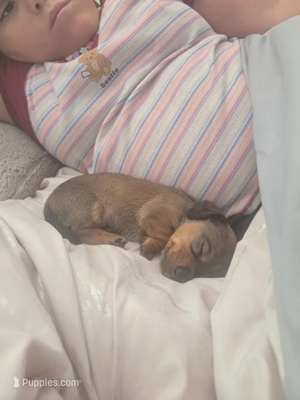 Bryan – Miniature Dachshund puppy for sale in San Diego, CA