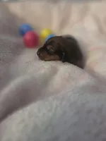 Bryan, a male Miniature Dachshund for sale in San Diego, CA – Photo 2 of 4