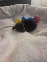 Bryan, a male Miniature Dachshund for sale in San Diego, CA – Photo 4 of 4