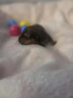 Bryan, a male Miniature Dachshund for sale in San Diego, CA – Photo 3 of 4