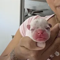 Pepper, a male French Bulldog for sale in San Diego, CA – 2 of 2