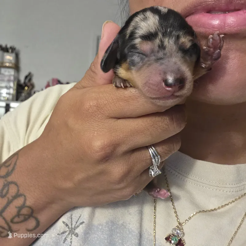Luna – Miniature Dachshund puppy for sale in San Diego, CA