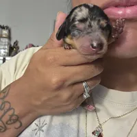 Luna, a female Miniature Dachshund for sale in San Diego, CA – 1 of 2